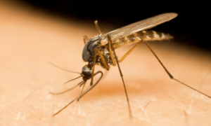 Mosquito Control In New Braunfels, TX [Best Pest Control Service]