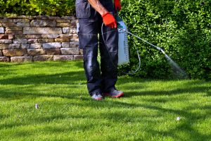 lawn pest control services